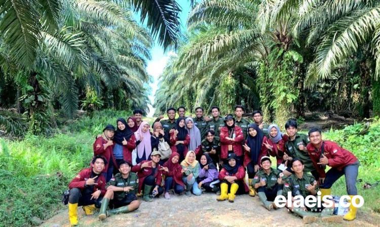 Efek Sawit, Gemoy...