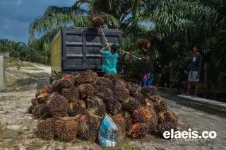 Harga TBS Sawit Mitra Swadaya Usia 3 Tahun Kalahkan Plasma di Riau