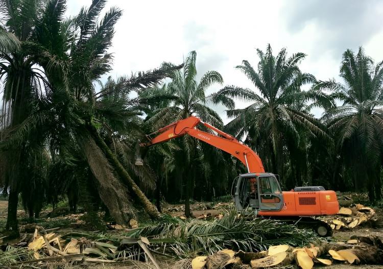 3.671 Petani Sawit di Riau Ajukan PSR Tahun 2023, Luasnya 8.196 Hektar