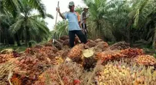 Pekan Lalu, Riau Jawara Harga Sawit di Indonesia