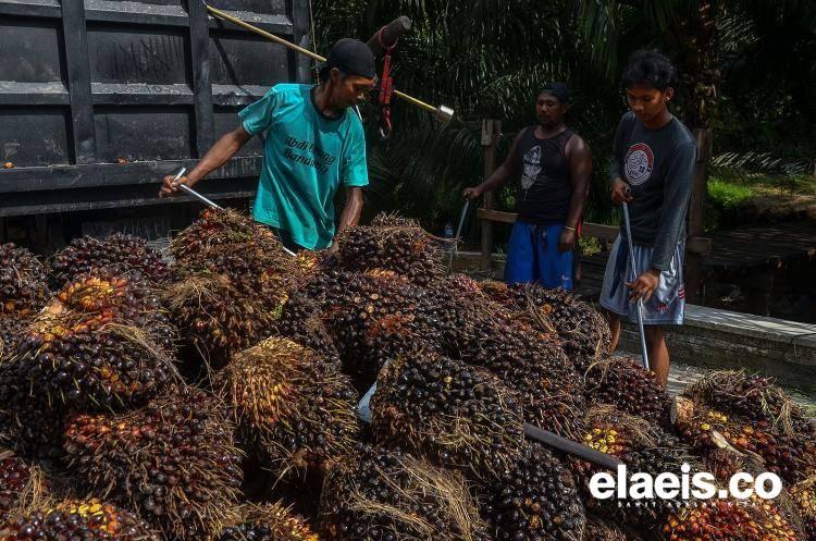 Petani Sawit di Kalbar Makin Sumringah, Harga TBS Nanjak Terus hingga Rp2.516,81/kg