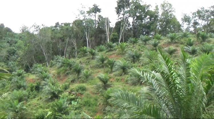 Sebelum Beli Kebun Kelapa Sawit, Wajib Pahami Hal Ini