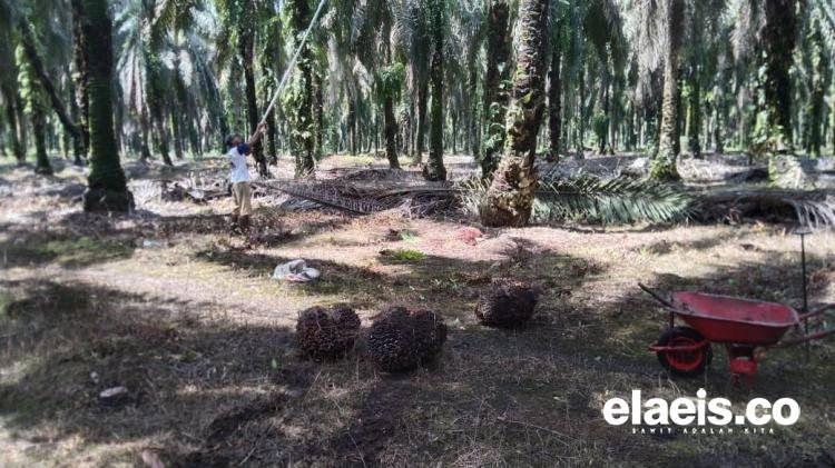 Harga TBS Sumbar Salib Sumut dan Riau. Segini Harganya