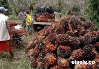 Hasil Panen Kelapa Sawit di Bengkulu Tengah Mengecewakan