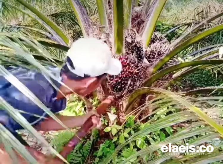 Petani Harus Memanen TBS Kelapa Sawit Matang, Ini Alasannya!