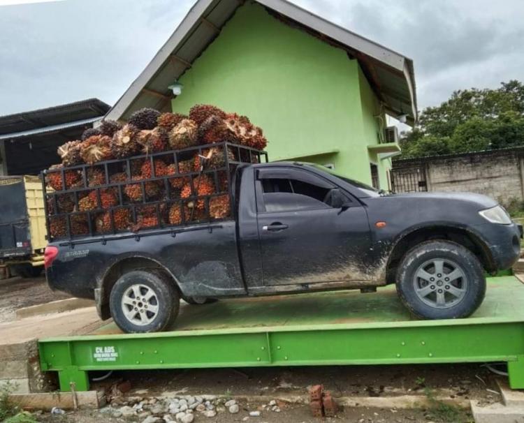 Harga Kelapa Sawit Naik, Masyarakat Bengkulu 'Wait and See'