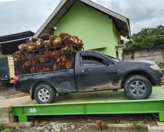 Harga Kelapa Sawit Naik, Masyarakat Bengkulu 'Wait and See'