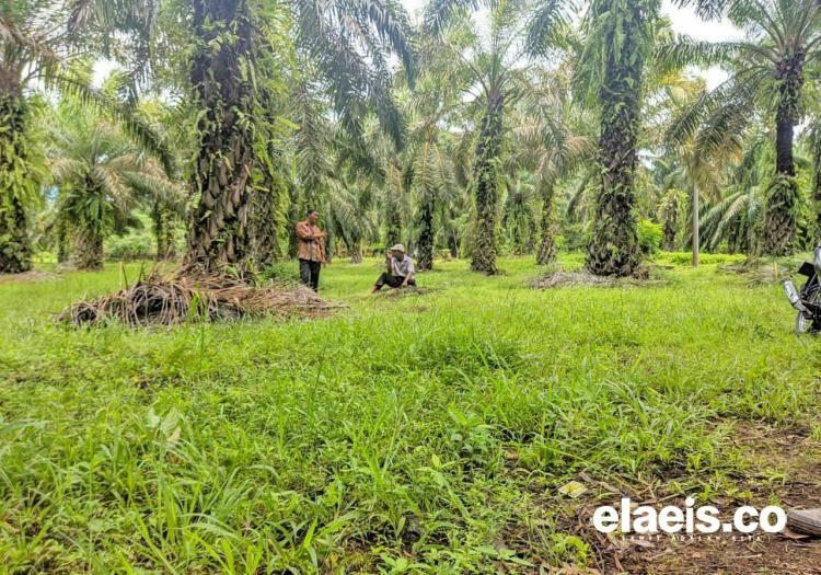 Aspek-PIR Dukung Gapki Lakukan Tumpang Sari Padi di Kalsel