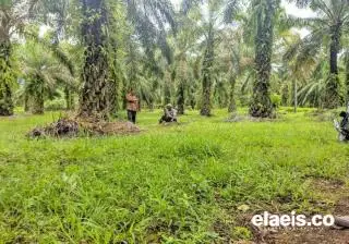 Aspek-PIR Dukung Gapki Lakukan Tumpang Sari Padi di Kalsel