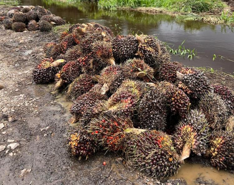 Plasma Naik, Begini Kondisi Harga Sawit Petani Swadaya di 'Tanah Rencong'