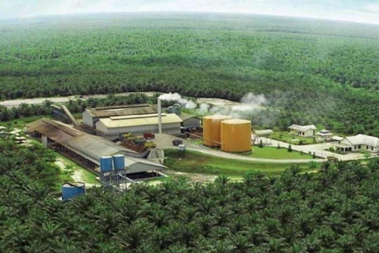 Penjualan Turun, Laba Perusahaan Sawit ini Malah Melonjak 912%