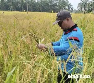 Bengkulu Targetkan Penanaman 10.730 Hektar Padi Gogo di Lahan Kelapa Sawit