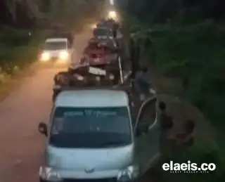 Kesepakatan Tak Berjalan, Penjarahan Sawit Kembali Terjadi di Kalteng