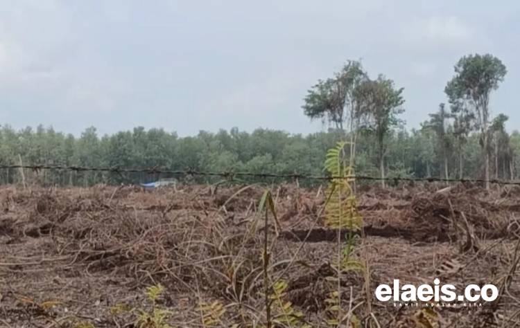 Dibekingi Kades, Anak Perusahaan PT RAPP Leluasa Tanam Akasia di Lahan HTR 285 Hektar, Warga Olak Tolak!