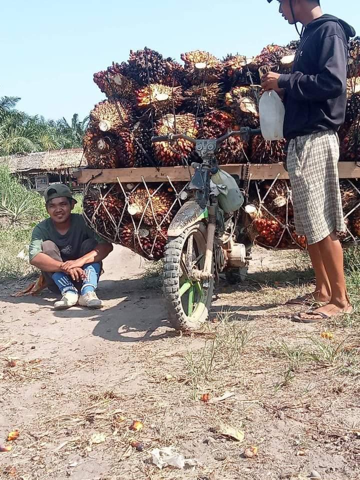 Naik Rp 63,54, Tembus Rp 2.900 Harga TBS Mitra Plasma Jambi Periode 29 Maret - 4 April 2024