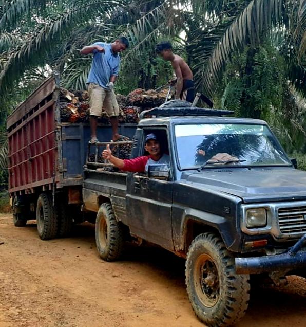 Harga CPO Ngegas Naik, Eh di Aceh Harga TBS Petani Malah 'Ngerem Mendadak'
