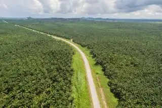 Luas Kebun Sawit Tembus 17,3 Juta Hektar, Gapki: Kayaknya Lahan Petani yang Bertambah