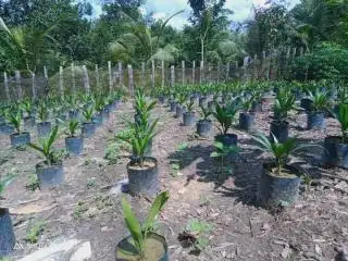 Bukan Hanya Petani, Program PSR Lamban Disebabkan Dua Kekuatan Besar Ini