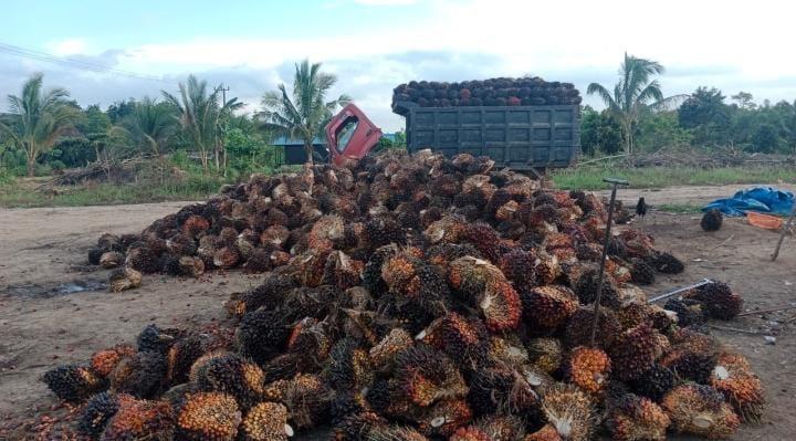 Harga CPO Turun, Petani Sawit di Sumut Ikut Menderita, Bah!