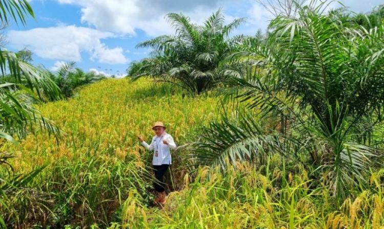 Provinsi Ini Bakal Panen Padi Gogo di Kebun Sawit Peserta Program PSR