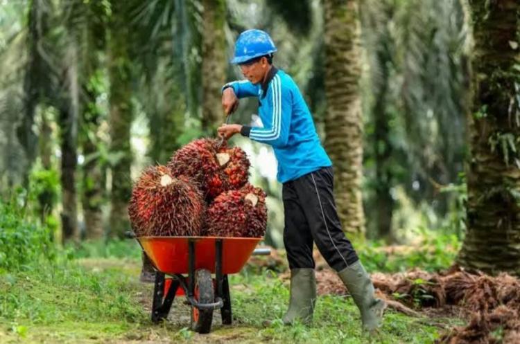 Produksi Sawit Turun, Harga TBS Kelapa Sawit di Bengkulu Malah Anjlok