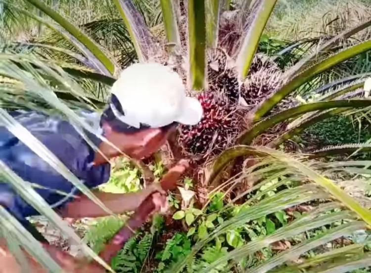Harga TBS Kelapa Sawit di Kabupaten Kaur Hanya Rp 1.800 Per Kilogram