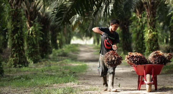 Terus Melorot, Berikut Harga TBS Terbaru di Sejumlah PKS di Riau