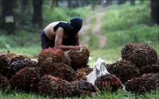 Sertifikat ISPO Dianggap Solusi Untuk Mengatasi Pencurian Kelapa Sawit