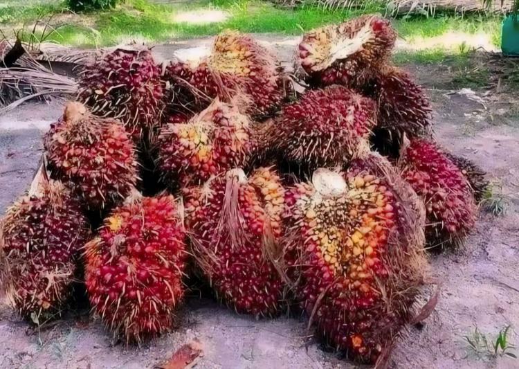 Harga TBS Kelapa Sawit di Bengkulu Tengah Rp 2.260 Per Kilogram
