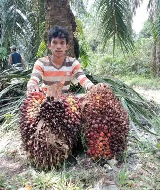 Petani Sawit Desak Pemerintah Daerah Berikan Pelatihan untuk Tingkatkan Produksi