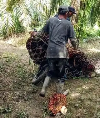 Di Wilayah Barat Aceh, Masih di Atas Rp 2.650 Harga TBS Mitra Plasma untuk Periode 25 April - 8 Mei 2024