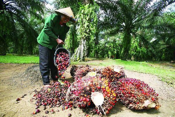 Petani Sawit Di Bengkulu Tetap Bersyukur Meskipun Produksi TBS Anjlok