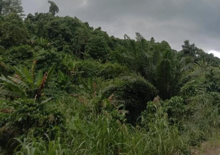 Berkebun Sawit Membuat Petani di Arso Trauma Dua Kali, Ada Apa?
