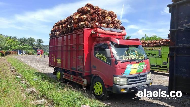 Aduh! Harga Sawit di Jambi Anjlok Lagi Jadi Segini