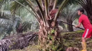 Pemprov Bengkulu Minta Bantuan Perusahaan Kelapa Sawit untuk Sertifikasi ISPO
