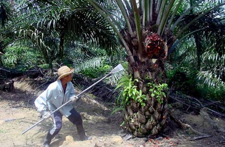 Petani Perlu Paham Cara Panen Sawit yang Benar untuk Meningkatkan Produktivitas