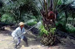 Petani Perlu Paham Cara Panen Sawit yang Benar untuk Meningkatkan Produktivitas