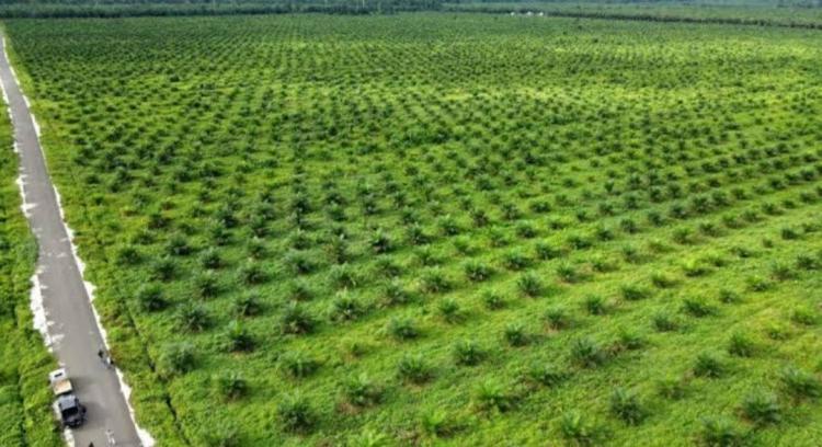 Punya Kebun 25 Hektar Lebih, Petani Sawit Wajib Miliki IUP