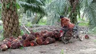 Paska Penetapan Disbun, Sejumlah PKS di Riau Lakukan Penyesuaian Harga Beli TBS