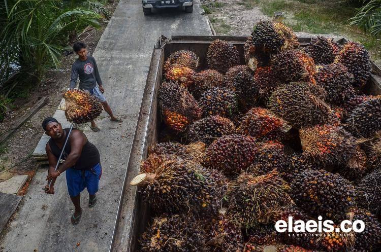 Meroket, Harga Sawit di Sumut Tembus Rp2.926,82/Kg