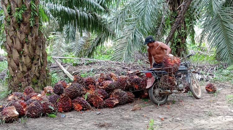 Jelang Penetapan, Harga TBS Sawit di Sejumlah PKS di Riau Naik