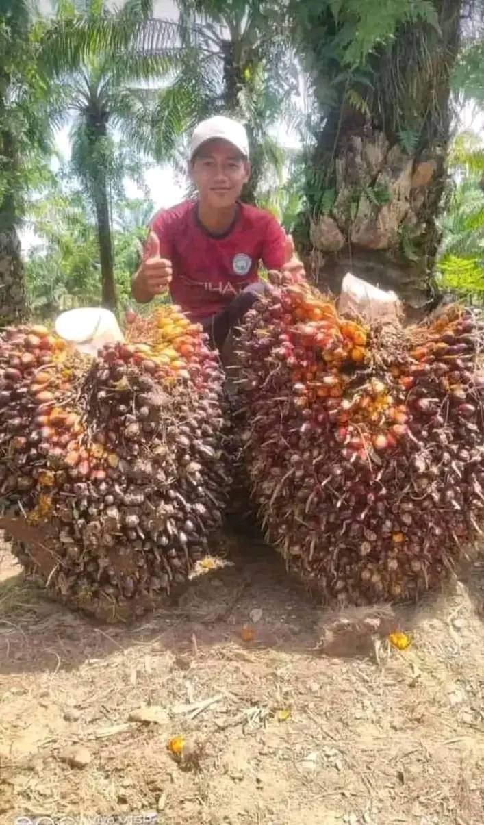 Semakin Menguat Harga TBS Mitra Plasma Babel untuk Periode II Juni 2024