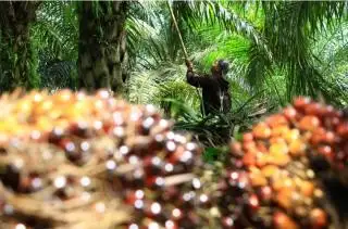 Tiga Daerah Bersaing Ketat, Harga TBS Hampir Sentuh Rp 3.000/Kg