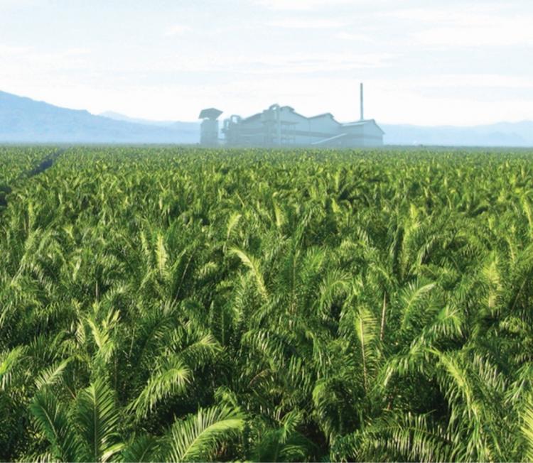Kemenperin Dorong Hilirisasi dan Susun Roadmap Songsong Sawit Indonesia Emas 2045