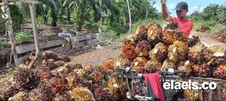 Harga Sawit di Kalteng Bikin Petani Sumringah, per Kilo Rp2.794,69