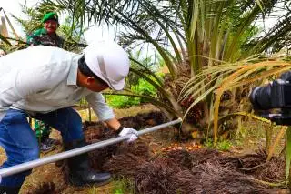 Usia 30 Bulan, Produktivitas Sawit PTPN IV Regional III Lampaui Standar Nasional