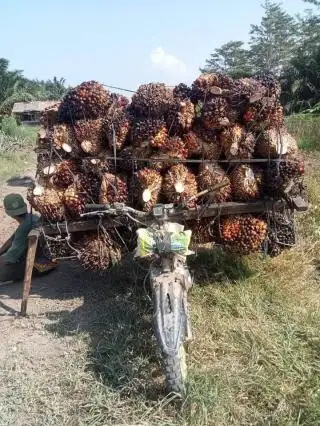 Petani Sawit di Tingkat Akar Rumput Mulai Marah dengan Kebijakan Pemerintah Terkait BPDPKS, Bahkan Ada yang Hendak ....