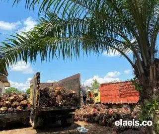 Naik Rp100/Kg, Harga Sawit di Sultra Dibandrol Segini
