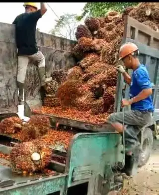 Senyum Manis di Awal Agustus, Kembali Meroket Harga CPO Hasil Tender PT KPBN Periode 5 Agustus 2024