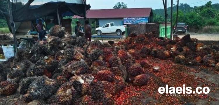 Imbas CPO, Harga Sawit Petani Plasma dan Swadaya di Sumut Mulai Tergelincir